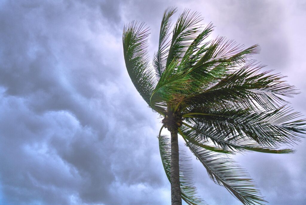 Wind in palm trees